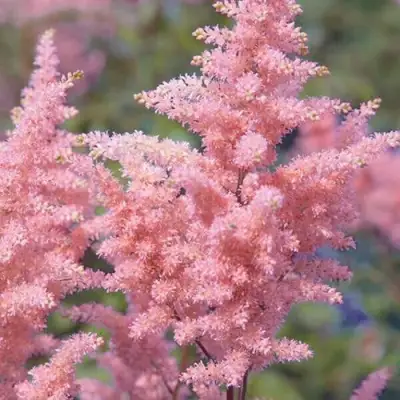 Астильба ГЛИТТЕР ЭНД ГЛАМУР китайская в Могилёве