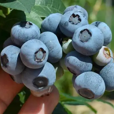 Голубика НЕЛЬСОН в Могилёве