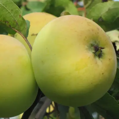 Яблоня РОССИЯНКА в Могилёве