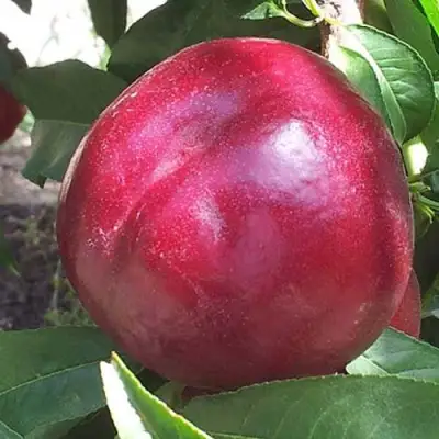 Нектарин ЭКСТРИМ БЬЮТИ в Могилёве