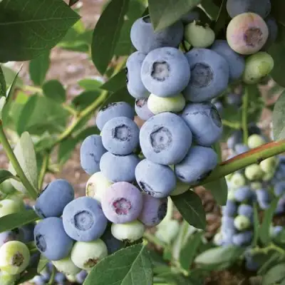 Голубика ЛИБЕРТИ в Могилёве