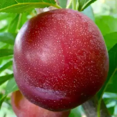 Слива БЕРБАНК ГИГАНТ в Могилёве