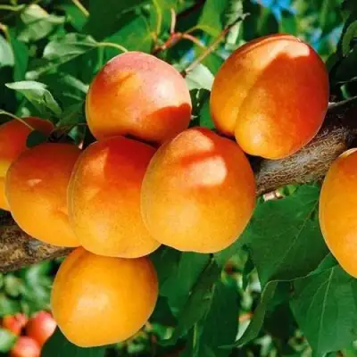 Абрикос СПАДЧЫНА в Могилёве