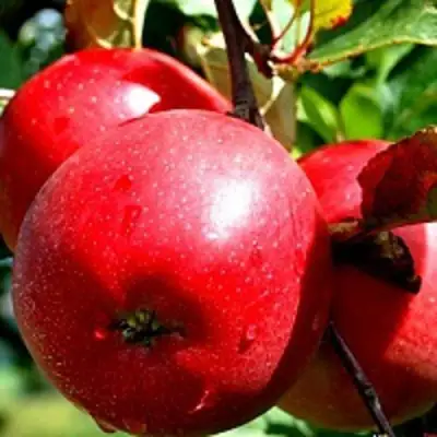 Яблоня РЕДФРИ в Могилёве