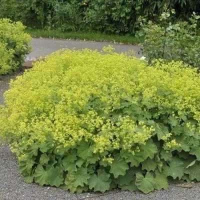 Манжетка ТРИЛЛЕР мягкая в Могилёве