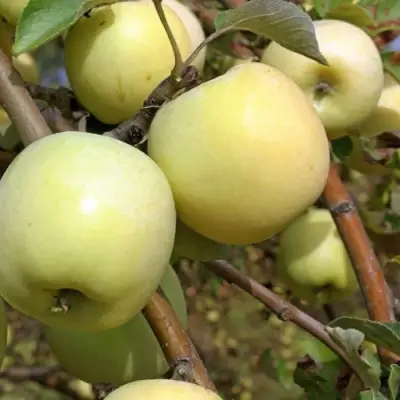 Яблоня АНТОНОВКА ОБЫКНОВЕННАЯ в Могилёве