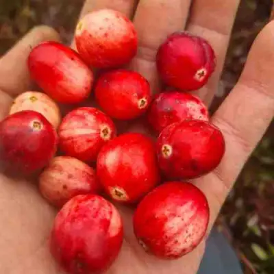 Клюква СТАНКОВИЧ в Могилёве