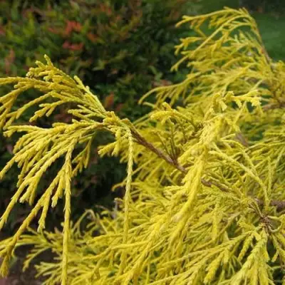 Кипарисовик ВАВЕЛ горохоплодный в Могилёве