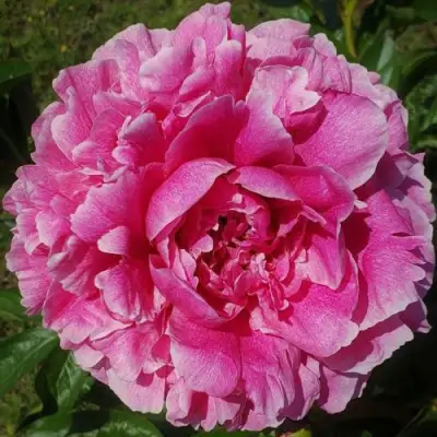 Пион ЗЕ ФОН травянистый в Могилёве