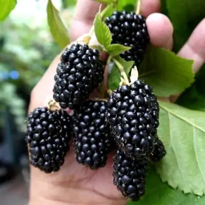 Ежевика ПРАЙМ АРК 45 ремонтантная   в Могилёве