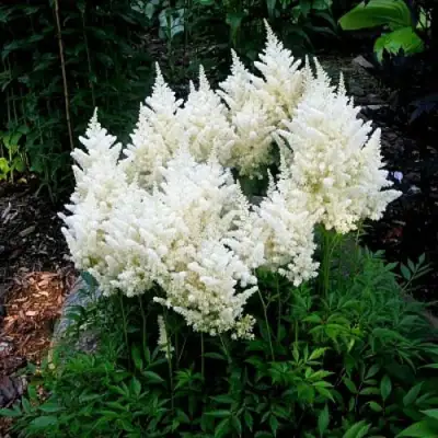 Астильба ДОЙЧЛАНД японская в Могилёве