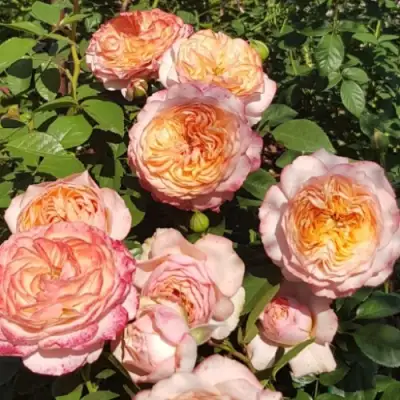 Роза СУРИР ДЕ ХАВР чайно-гибридная в Могилёве