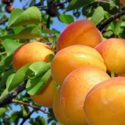 Абрикос ЭДЕЛЬВЕЙС в Могилёве