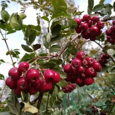 Рябина ГРАНАТНАЯ сладкоплодная в Могилёве