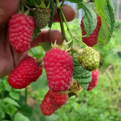 Малина ЛЯЧКА (ЛАШКА, ЛЯШКА) в Могилёве