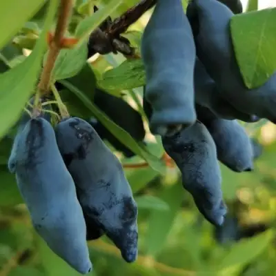 Жимолость съедобная СИЛЬГИНКА в Могилёве