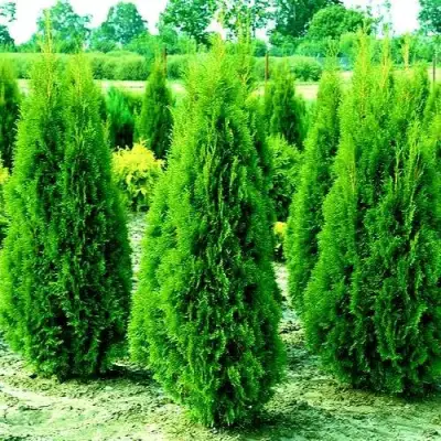 Туя ВИДМАНТ западная в Могилёве