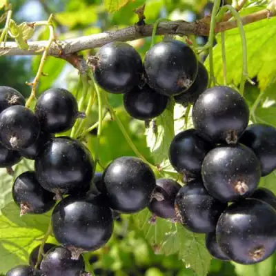 Смородина черная ГАМАЮН в Могилёве