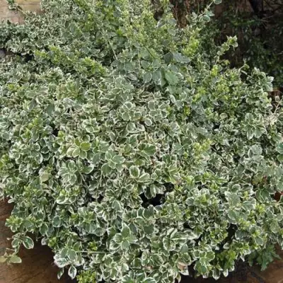 Бересклет ЭМЕРАЛЬД ГАИТИ форчуна  в Могилёве