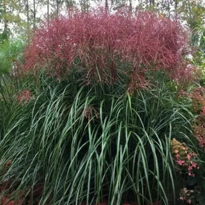 Мискантус МАЛЕПАРТУС китайский  в Могилёве