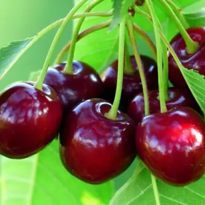 Вишня ВЯНОК в Могилёве