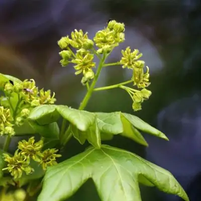 Клен полевой в Могилёве