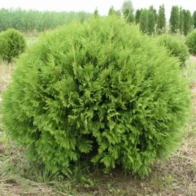 Туя ГЛОБОЗА западная в Могилёве