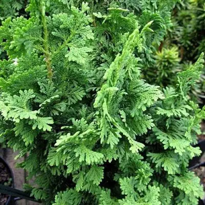 Туя ЗМАТЛИК западная в Могилёве