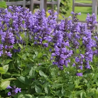 Котовник БЛЮ ДРИМС полусидячий в Могилёве