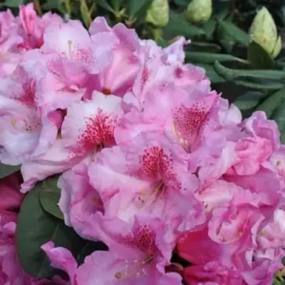 Рододендрон КЛАУДИУС в Могилёве