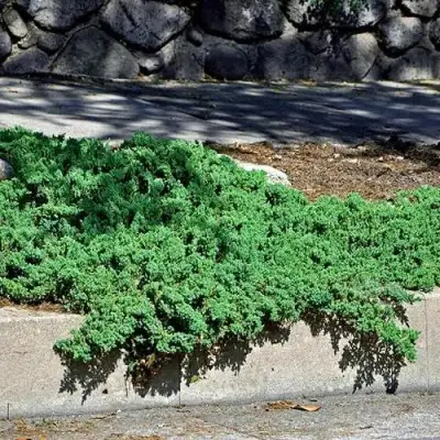 Можжевельник НАНА лежачий в Могилёве