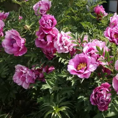 Пион ВРАТА ХРАМА древовидный  в Могилёве