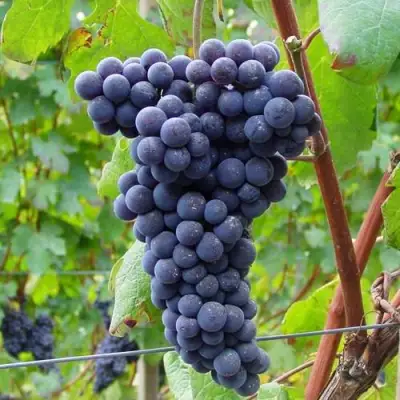 Виноград МУКУЗАНИ в Могилёве