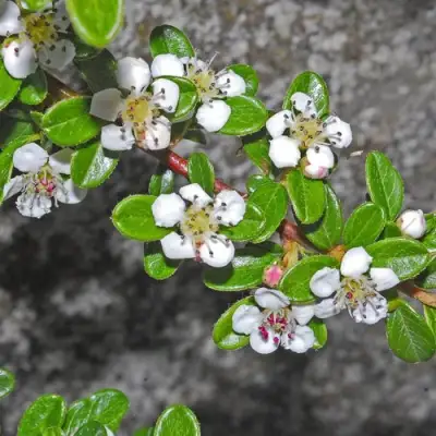 Кизильник ТАНГСТЕДТ горизонтальный  в Могилёве