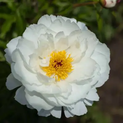 Пион МИСС АМЕРИКА травянистый в Могилёве