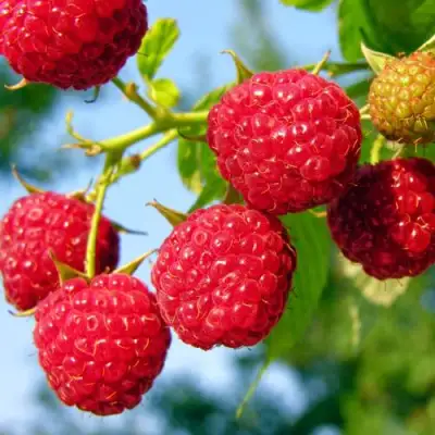 Малина МЕТЕОР в Могилёве