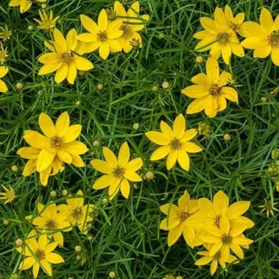 Кореопсис мутовчатый в Могилёве