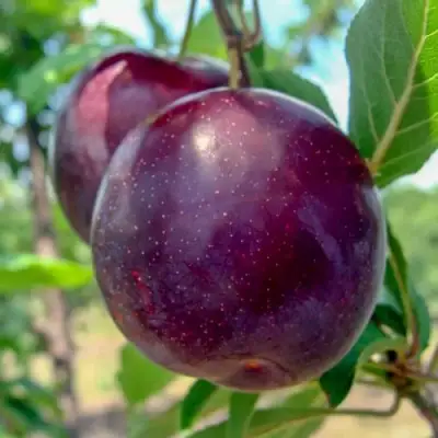 Слива АНЖЕЛИНО в Могилёве