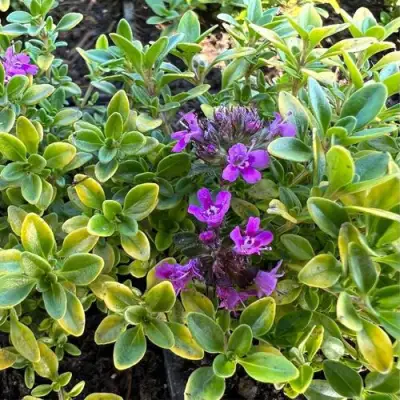 Тимьян АРЧЕРЗ ГОЛД в Могилёве