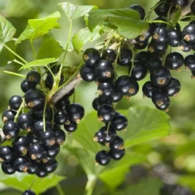 Смородина черная БЕН КОНАН в Могилёве