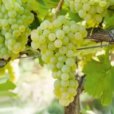 Виноград КИШМИШ МУСКАТНЫЙ в Могилёве