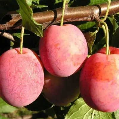 Слива ВИКТОРИЯ в Могилёве