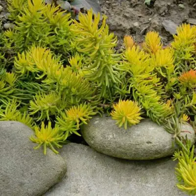 Очиток (седум) АНГЕЛИНА оттогнутый в Могилёве