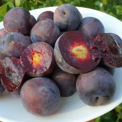 Сливово-вишневый гибрид МЕЙНОР в Могилёве