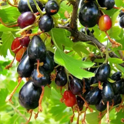 Смородина золотистая БОКАЛИНСКАЯ в Могилёве