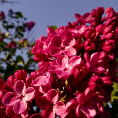 Сирень КРАСНАЯ МОСКВА в Могилёве