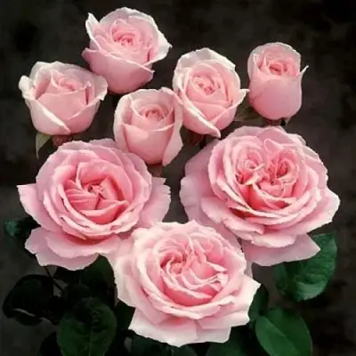 Роза ФРЕДЕРИК МИСТРАЛЬ чайно-гибридная в Могилёве