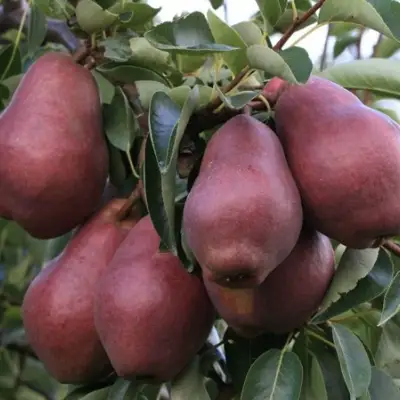 Груша РЕД ВИЛЬЯМС в Могилёве