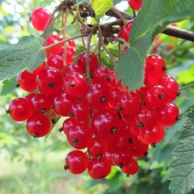 Смородина красная КРАСНАЯ АНДРЕЙЧЕНКО в Могилёве