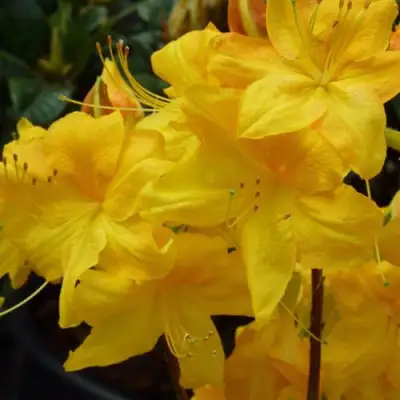 Азалия ЛИМЕТТА листопадная в Могилёве